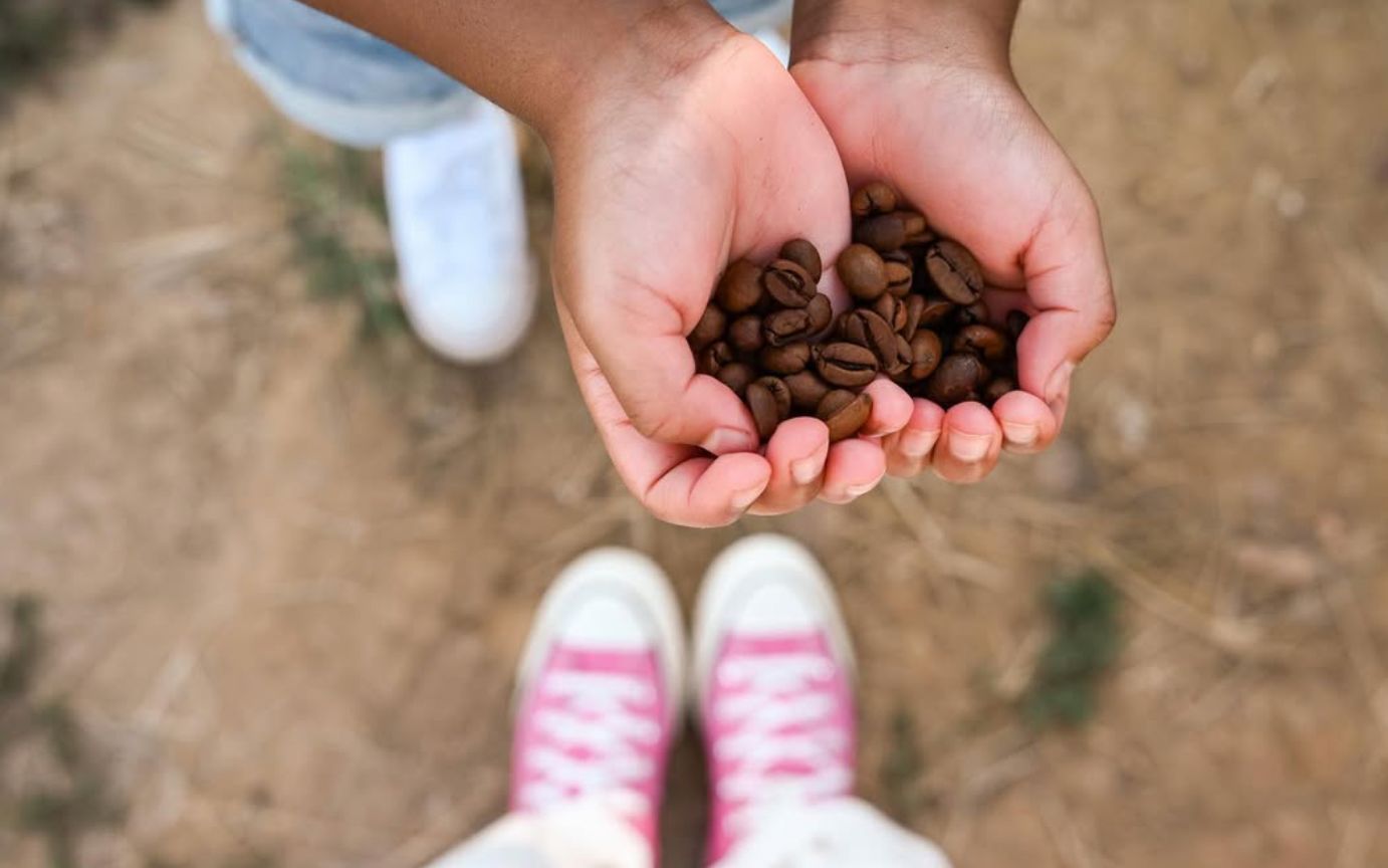 hands holding coffee beans
